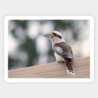 Australian Kookaburra Sticker